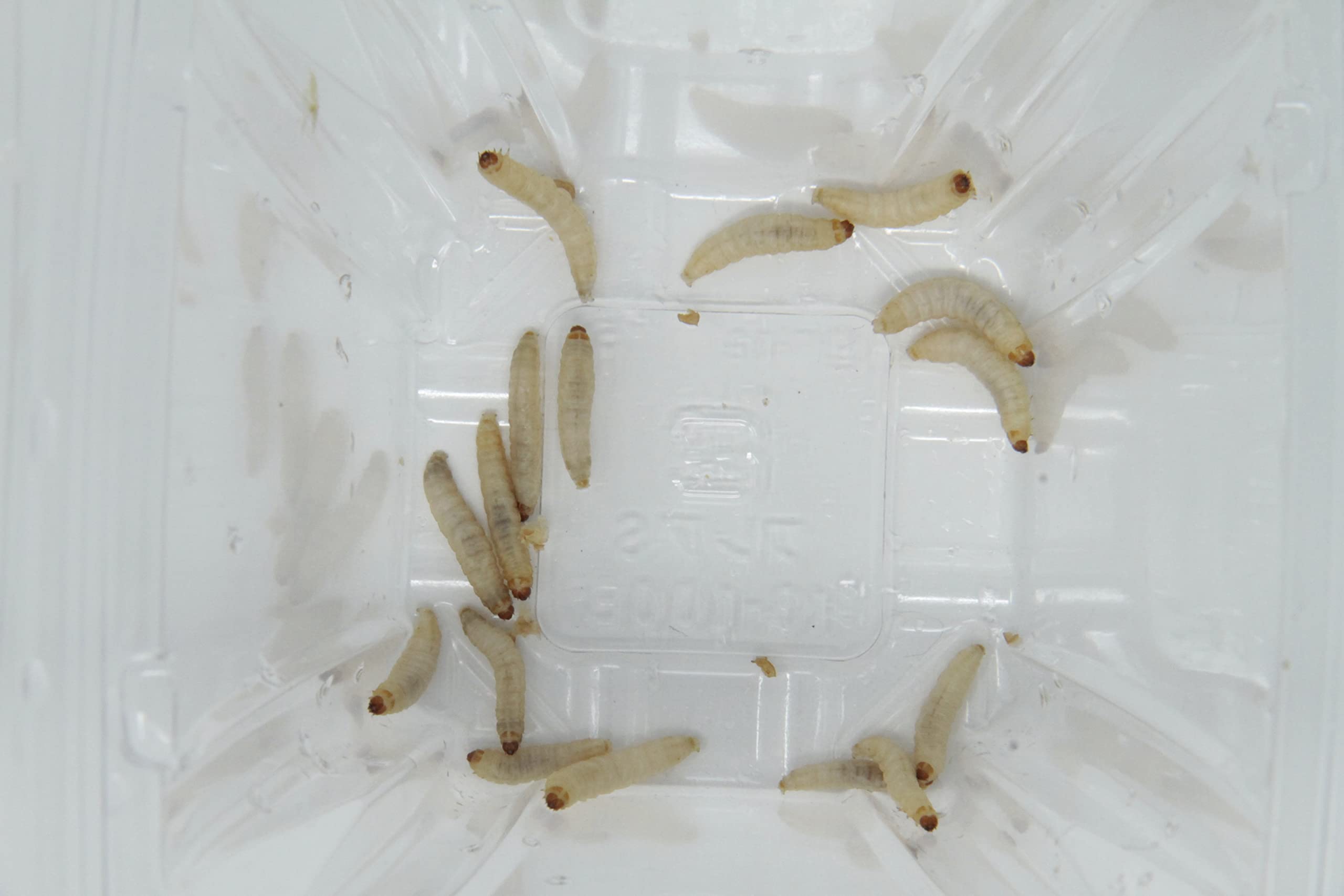 道楽　チャブチャブハニー　ワームカラー Amazon | 邑楽ファーム ハニーワーム 約100匹(SMサイズ 約1~2.5