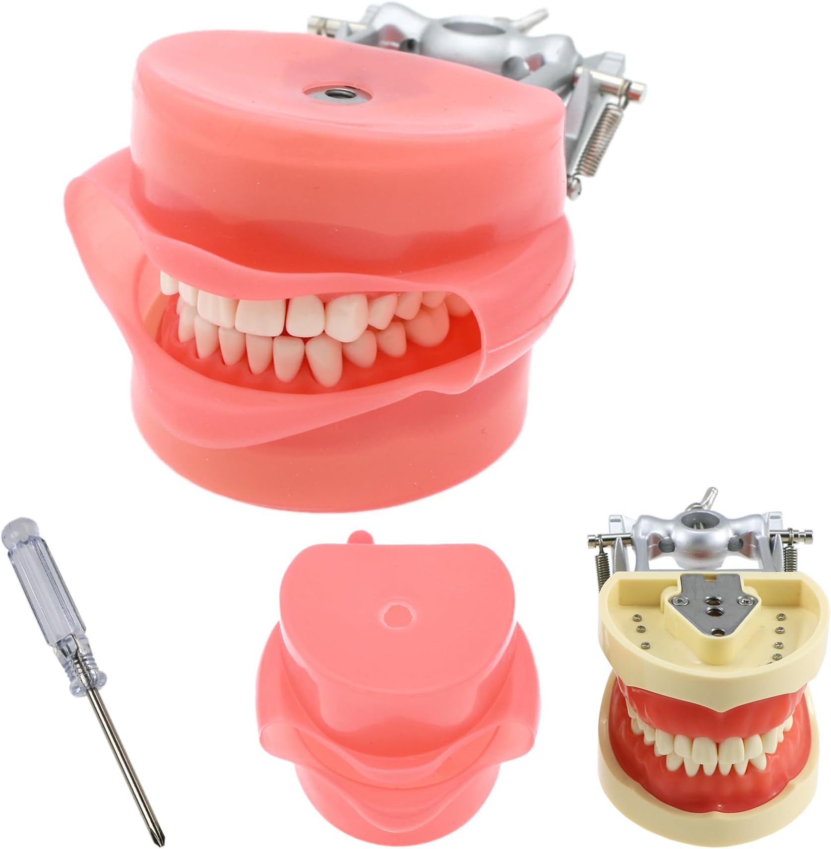 Dental Typodont Model Teaching Study Compatible with Kilgore Nissin 32 Removable Teeth and Simulation Cheek