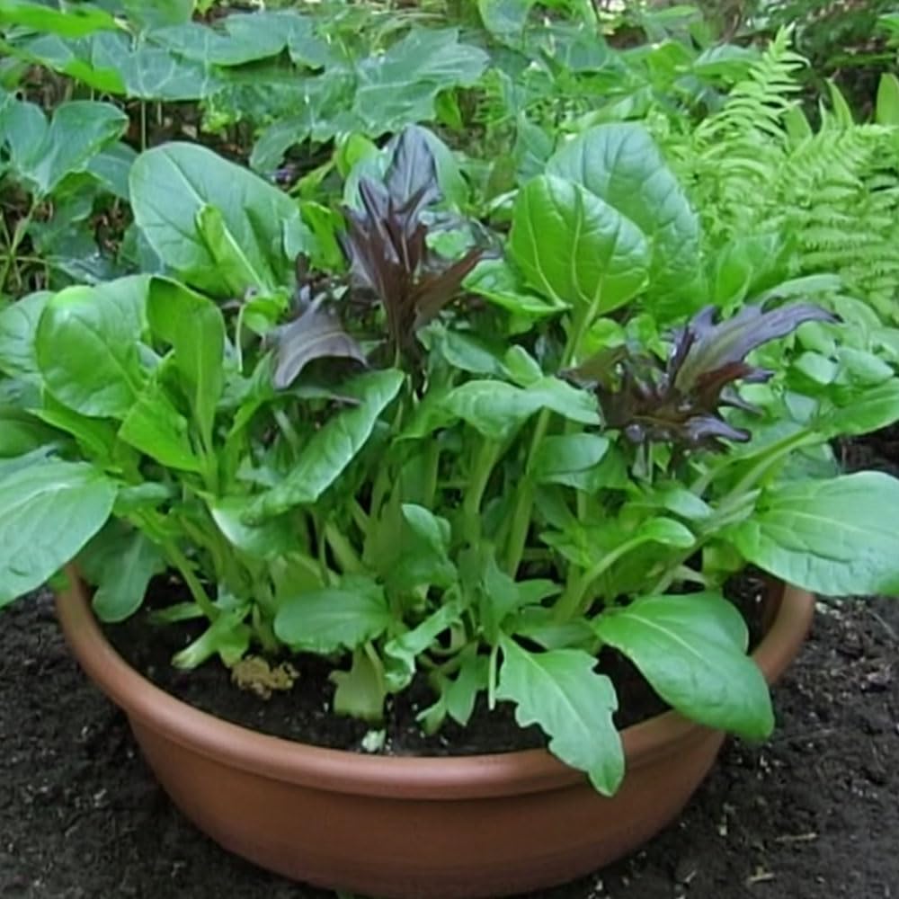 Salad Leaves Oriental Mix Seeds β Tangy Baby & Mature Leaves β for Your Beautiful Kitchen Garden