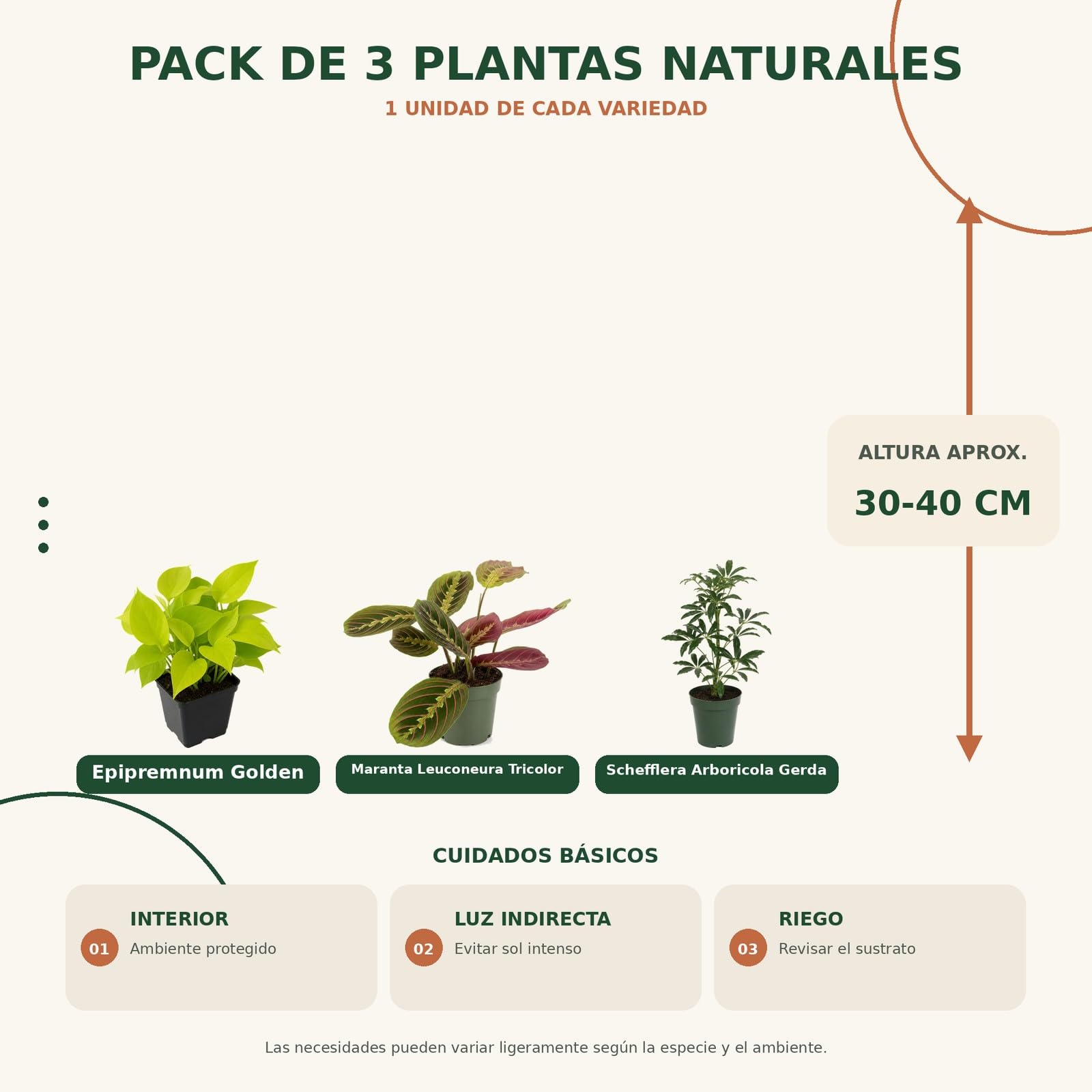 Pack 3 Plantas: Poto Amarillo, Maranta Tricolor y Cheflera Gerda DECOALIVE
