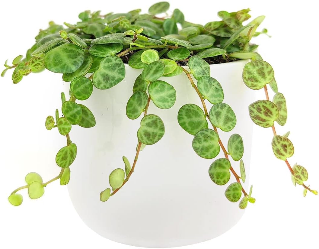 String of Turtles Plants Succulents (4" Pot) - Curio Radicans Plant - Rare Hanging Succulent - Unique Succulent Gift