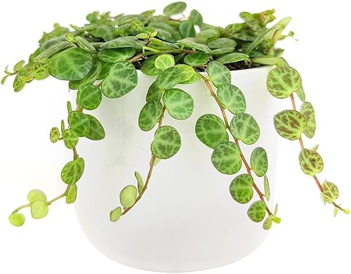 Miniatura 8 de String of Turtles Plants Suculents (maceta de 4 pulgadas)  Curio Radicans Plant  Suculenta colgante rara  Regalo único para suculentas