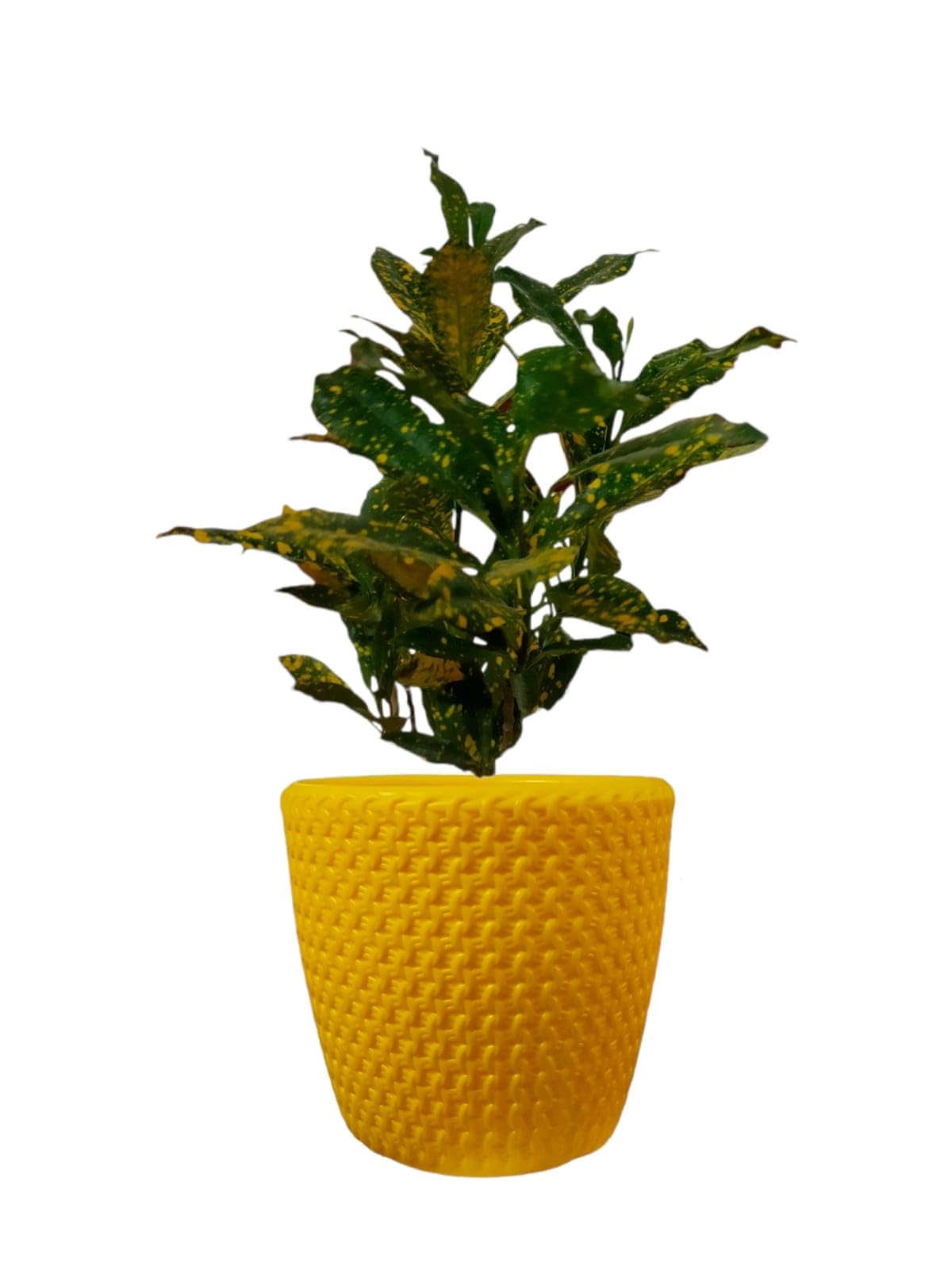 YK Plastics,Zip Pot (Pack of 4) 10inch Blowing Flower Pot/Pots for Gardening/Planters for Home Decor/Garden Decoration Items for Balcony/Flower Pot for Living Room/P (10 INCH) (Yellow) (B0CCS7RCBB) Amazon Price History, Amazon Price Tracker