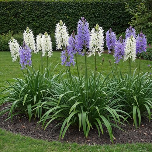 GreenboutiQ - Bulbes de fleurs - Camassia Leichtlinii Mix - Couleur Violet et Blanc - 5 pièces - Taille des bulbes 12/14 - Pack XXL