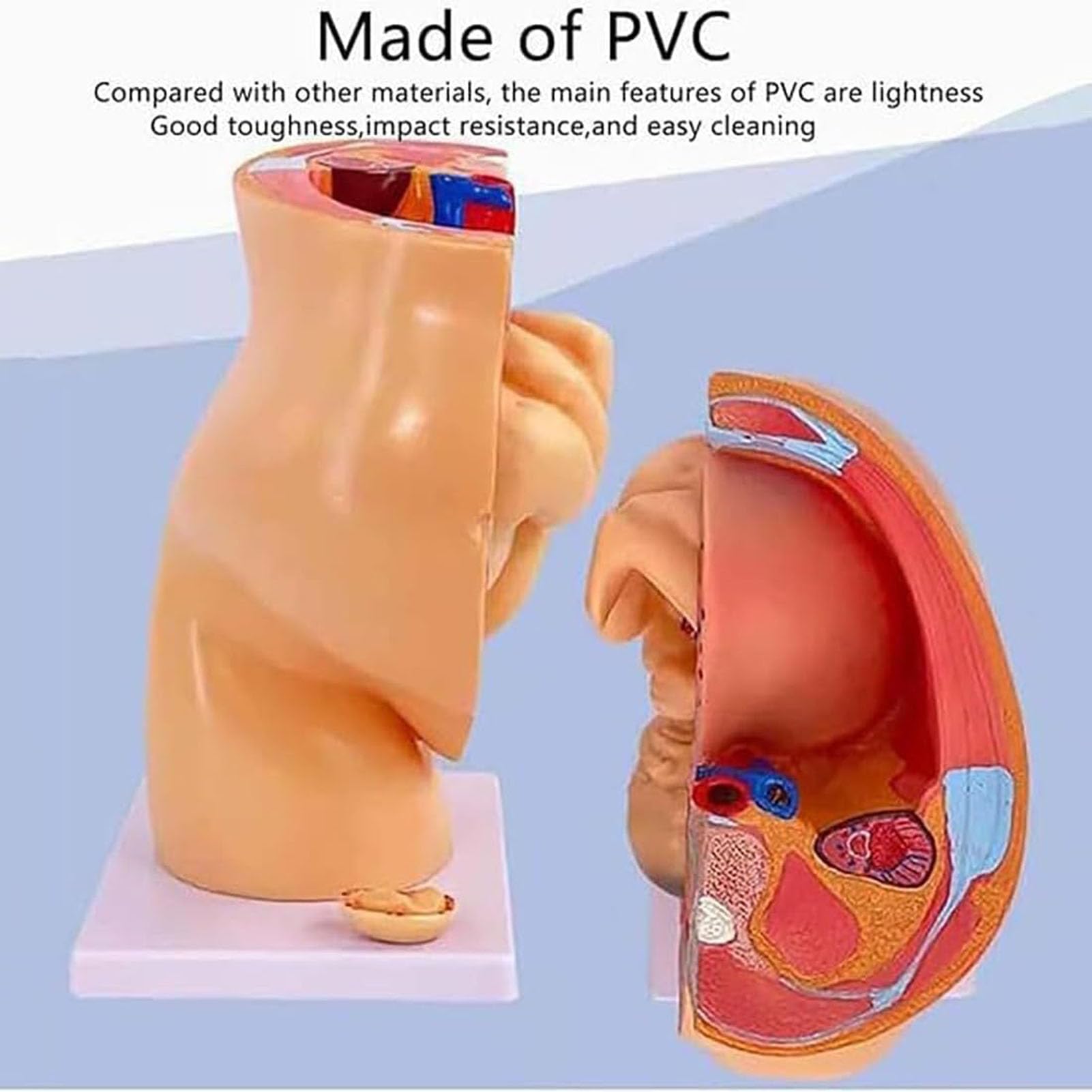 Genérico Modelo de anatomía de la Pelvis del Embarazo Femenino con Modelo de feto extraíble de Nueve Meses, Modelo de educación sobre el Parto para enseñanza Escolar y obstetricia