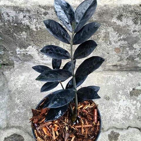 Exoticrareplants Zamioculcas Zamiifolia Collectors Choice Black Rare Exotic Plant Amazon In Garden Outdoors Exoticrareplants Zamioculcas Zamiifolia Collectors Choice Black Rare Exotic Plant Amazon In Garden Outdoors