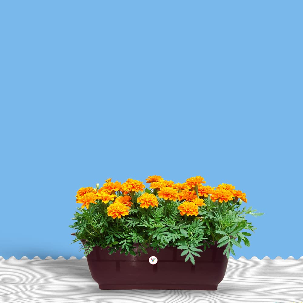 VINSHRA Brownish Purple Rectangular Plastic Flower Pots,20 Inch, 2 Pieces Window Planter, Make Garden, Vegetables, Flowers, Fruits Indoor/Outdoor, Balcony, Lightweight, Weather Uv Resistant (B08L1SJN34) Amazon Price History, Amazon Price Tracker