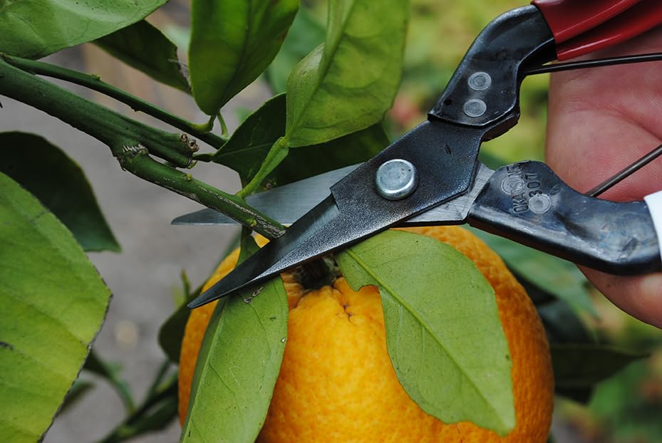 Image of Okatsune NO.307B Picking Shears, 7.1 inches (180 mm)
