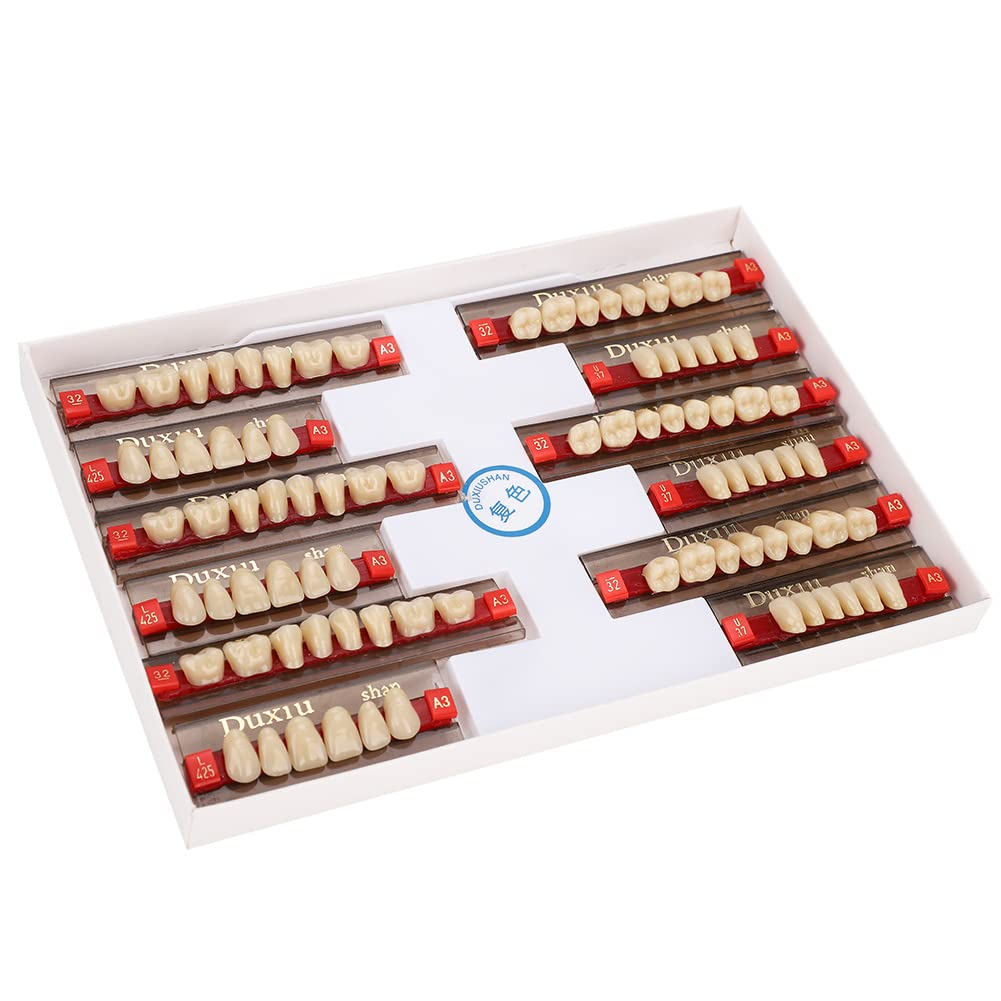 Diente de Resina Firme Acabado Fino Superficie de Limpieza Dientes Falsos Profesional para Modelos Halloween