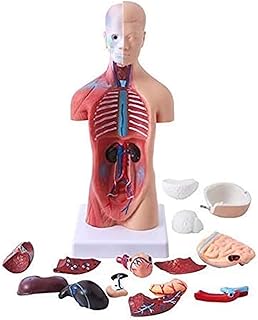 Study Model Educational Model Human Torso Model - 28Cm Half-Body Torso Model with Internal Organs - Medical Anatomical Torso Model with Detachable 18 Parts for Medical Educational Training Aid SaiFei