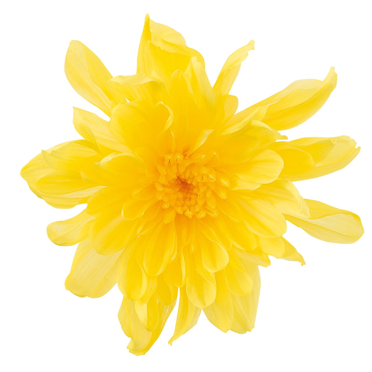 プリザーブドフラワー　花材　大地農園　ことね菊　4箱　まとめ売り　未開封品 Amazon｜大地農園 プリザーブドフラワー ことね菊 イエロー 約花径4.5