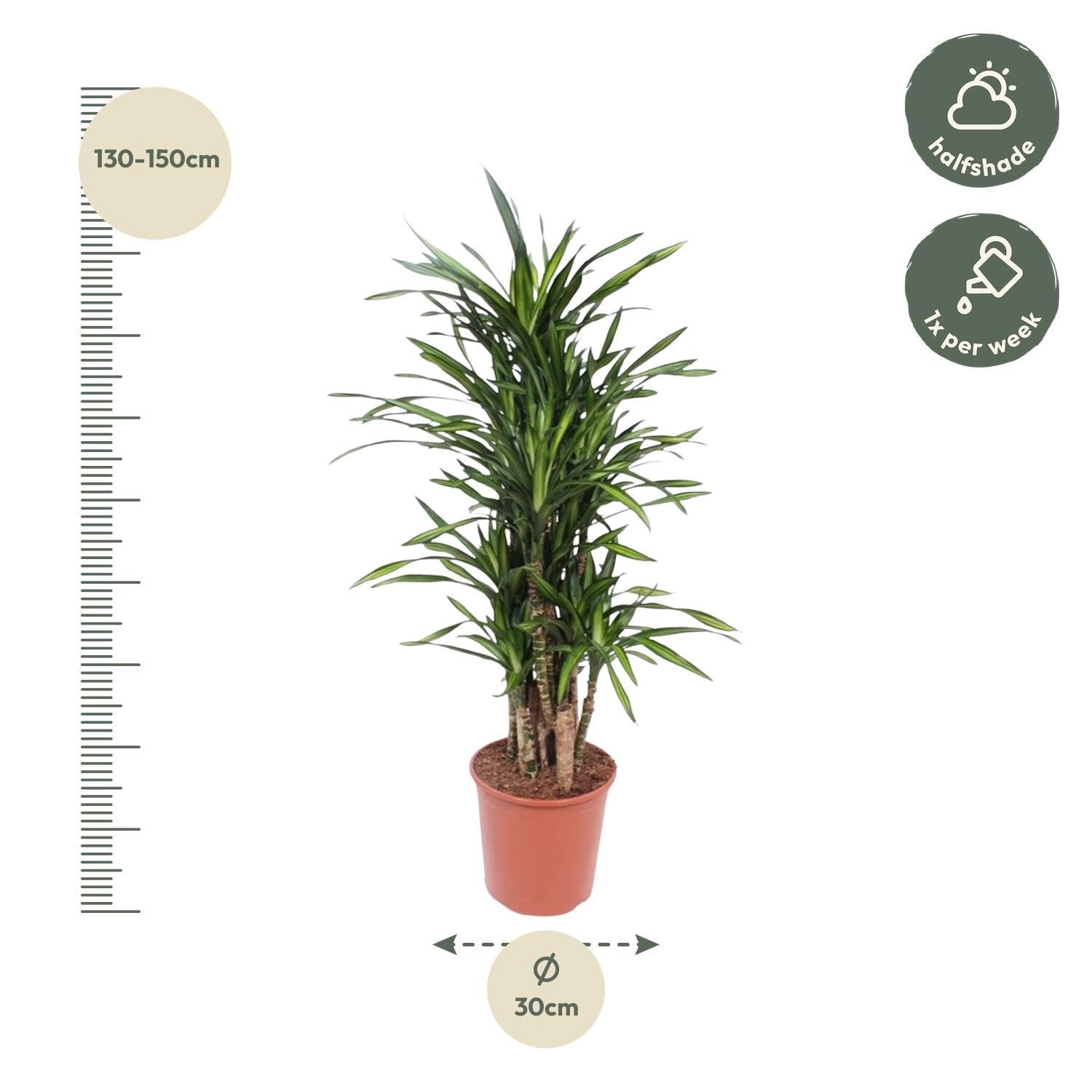 Dracaena Riki zielona roślina do użytku wewnątrz i na zewnątrz, zielona, 140 cm, Ø 30 cm