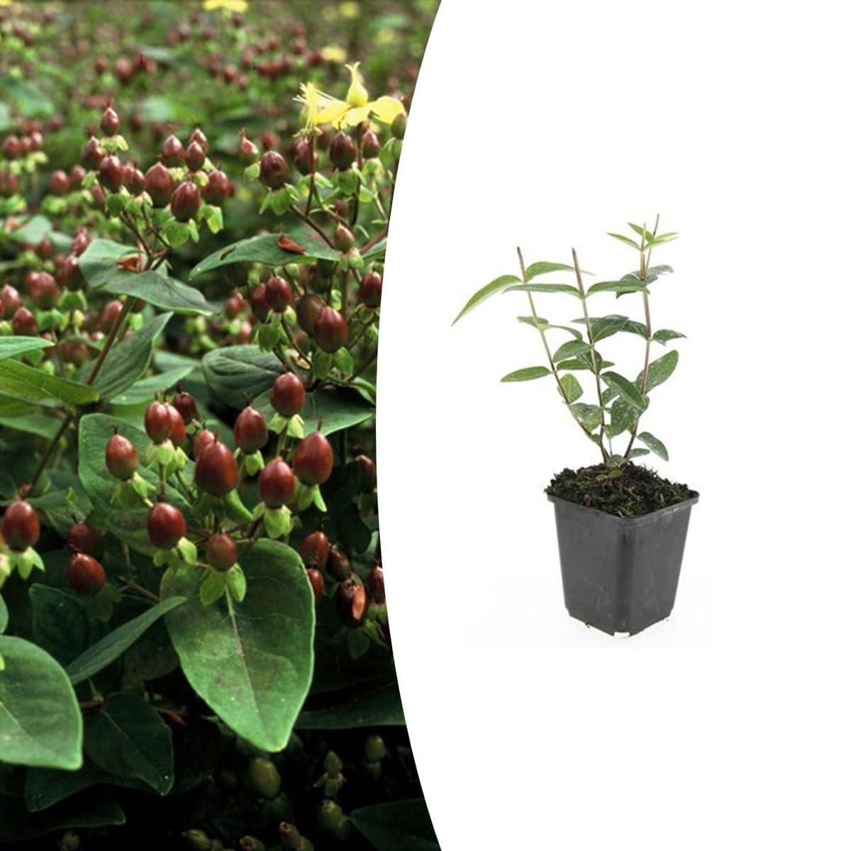 Hypericum inodorum | 24 sztuki - 10-25cm - Ø9cm - Roślina ogrodowa