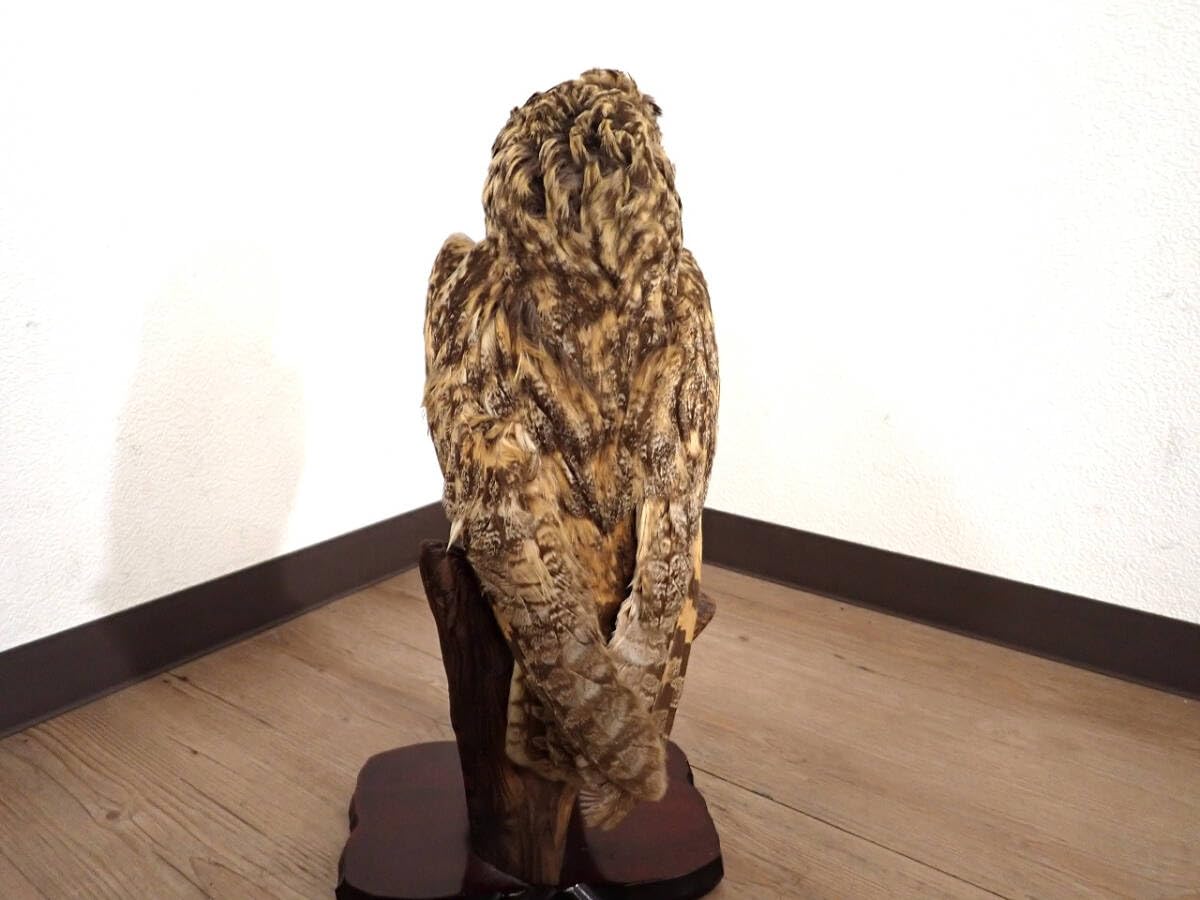 Amazon.co.jp: フクロウ 剥製 台座付き W150×D150×H310mm 立木台