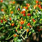 3 Chiltepin Pepper Plants Live 120 Days Old, Hot Chile Bird Pepper in 4 Inc Pot Tepin Chili Pepper Plant, 6 to 10 Inc Tall for Gardening