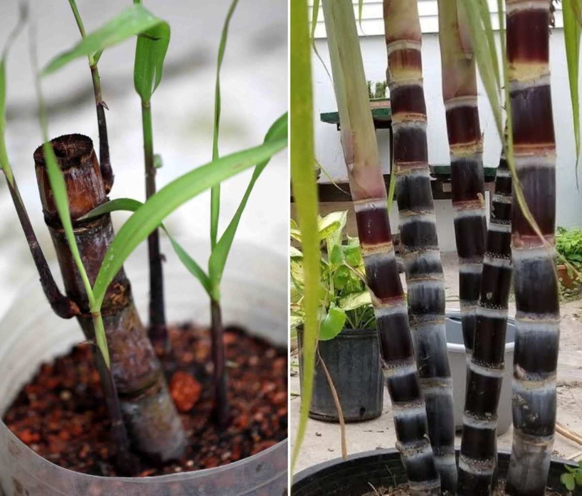 Live Sugar Cane Plant - Edible Sweet Black Saccharum In 1 Gallon Pot, Ready To Grow 9 thumbnail image
