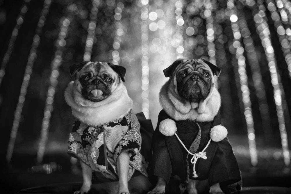 Amazon Co Jp 衣装のパグ壁紙 動物の壁紙 白黒の キャンバス ステッカー 印刷 壁紙ポスター はがせるシール式 写真 特大 絵画 壁飾り105cmx70cm ホーム キッチン