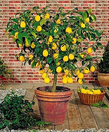Greenursery Lemon Fruit Live Plant with Black Plastic Pot. (Eureka Lemons) (B0CRH68DTR) Amazon Price History, Amazon Price Tracker
