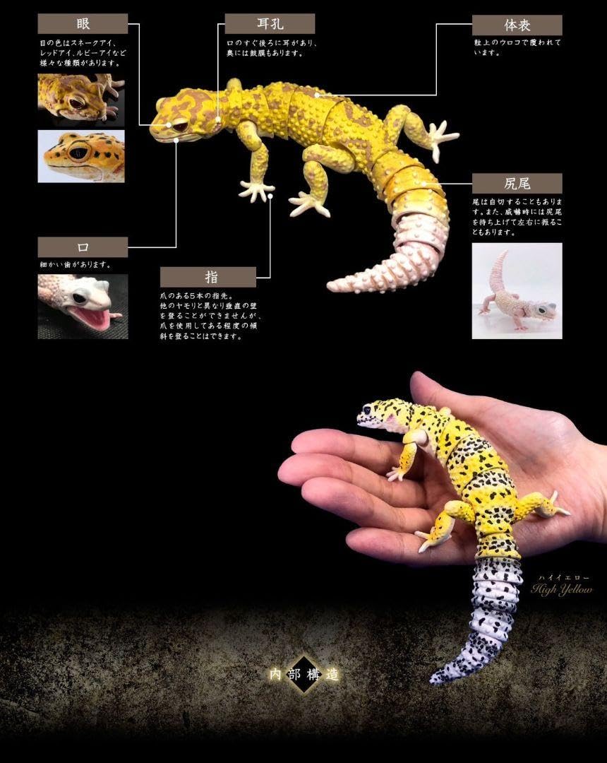 ヒョウモントカゲモドキ（ブリザード） ヤモリ大全 Amazon.co.jp: ヒョウモントカゲモドキ（ブリザード） いきもの
