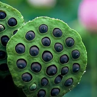 100% Germination|12+ Lotus Seeds for Planting in Home| Indoor Hydroponic Systems & Outdoor Ponds