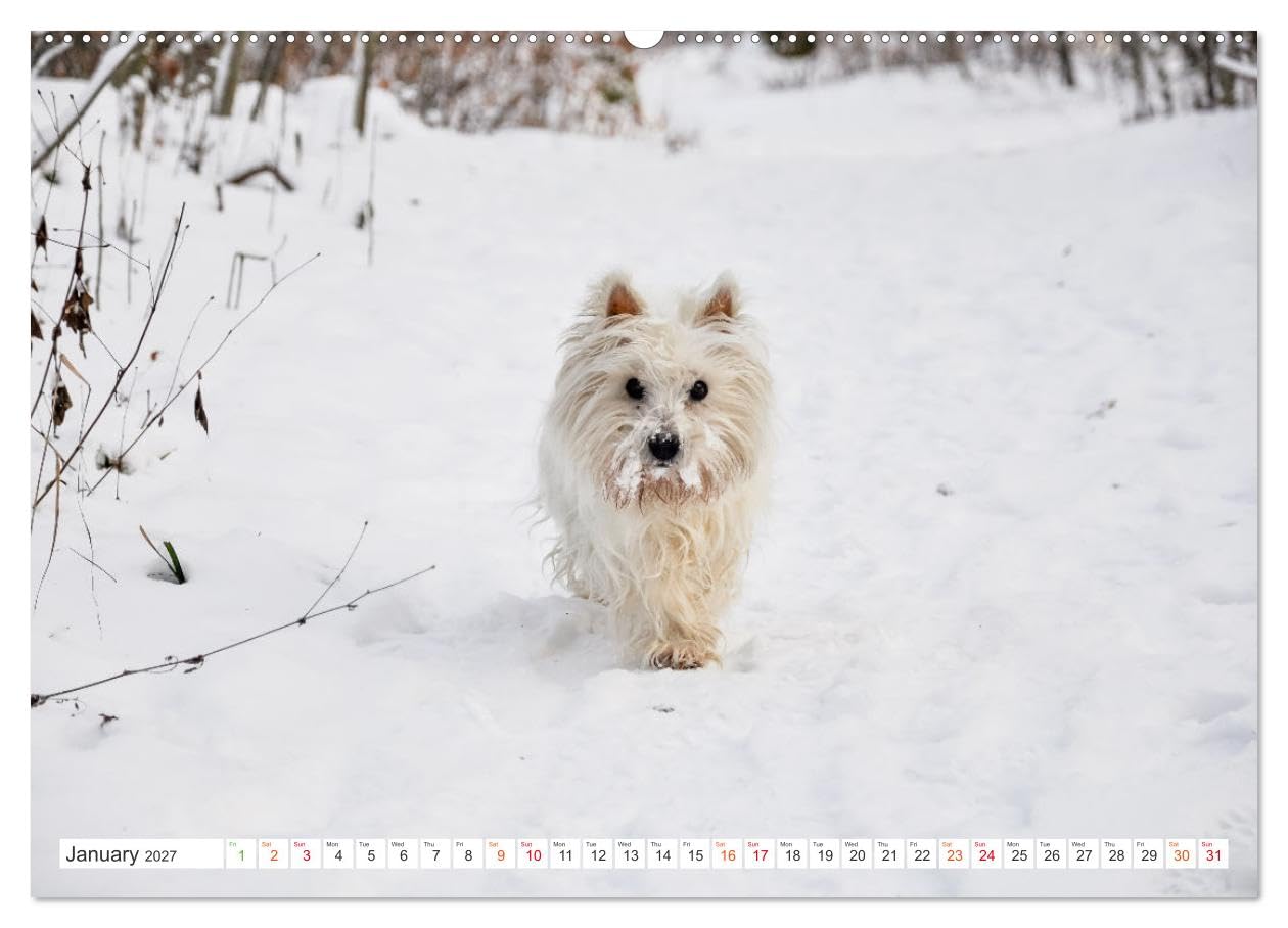 West Highland White Terrier - Your charming companion (Wall Calendar 2027 DIN A2 landscape), CALVENDO 12 Month Wall Calendar: Beautiful shots of the ... the year with this monthly calendar.