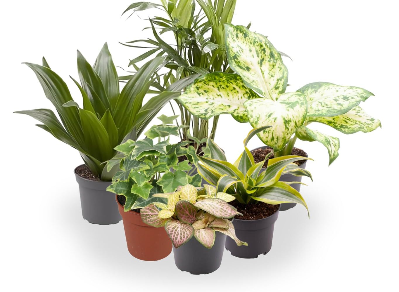 Garden Center shop | Pack ahorro 10 Plantas de Interior Variadas |Purificadoras de Aire | Decorativas y de Bajo Mantenimiento | Ideal para Hogar u Oficina | Plantas Naturales Vivas