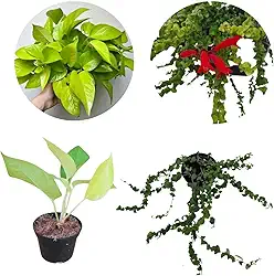 Kit Jiboia Verde Neon Planta Natural Columeia Crespa Dobrada