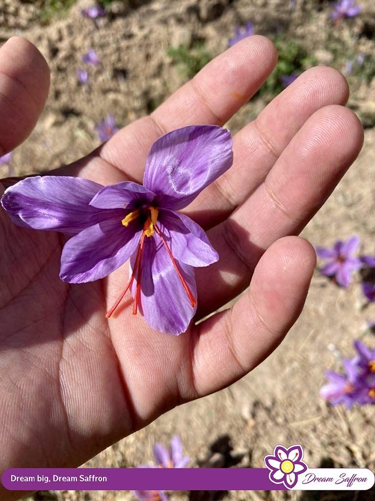 True Saffron 2 Gram 100% Pure Natural Grade A1++ Original Kashmir Kesar - 2g