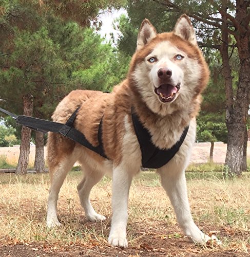 Knk Dog Supplies 14874176 Big Dog Harness Padded Strong Sturdy Weight Pulling Harness Vest Large Dogs Training Quick Walking Keep Your Dog Amused And In Great Shape thumb #6