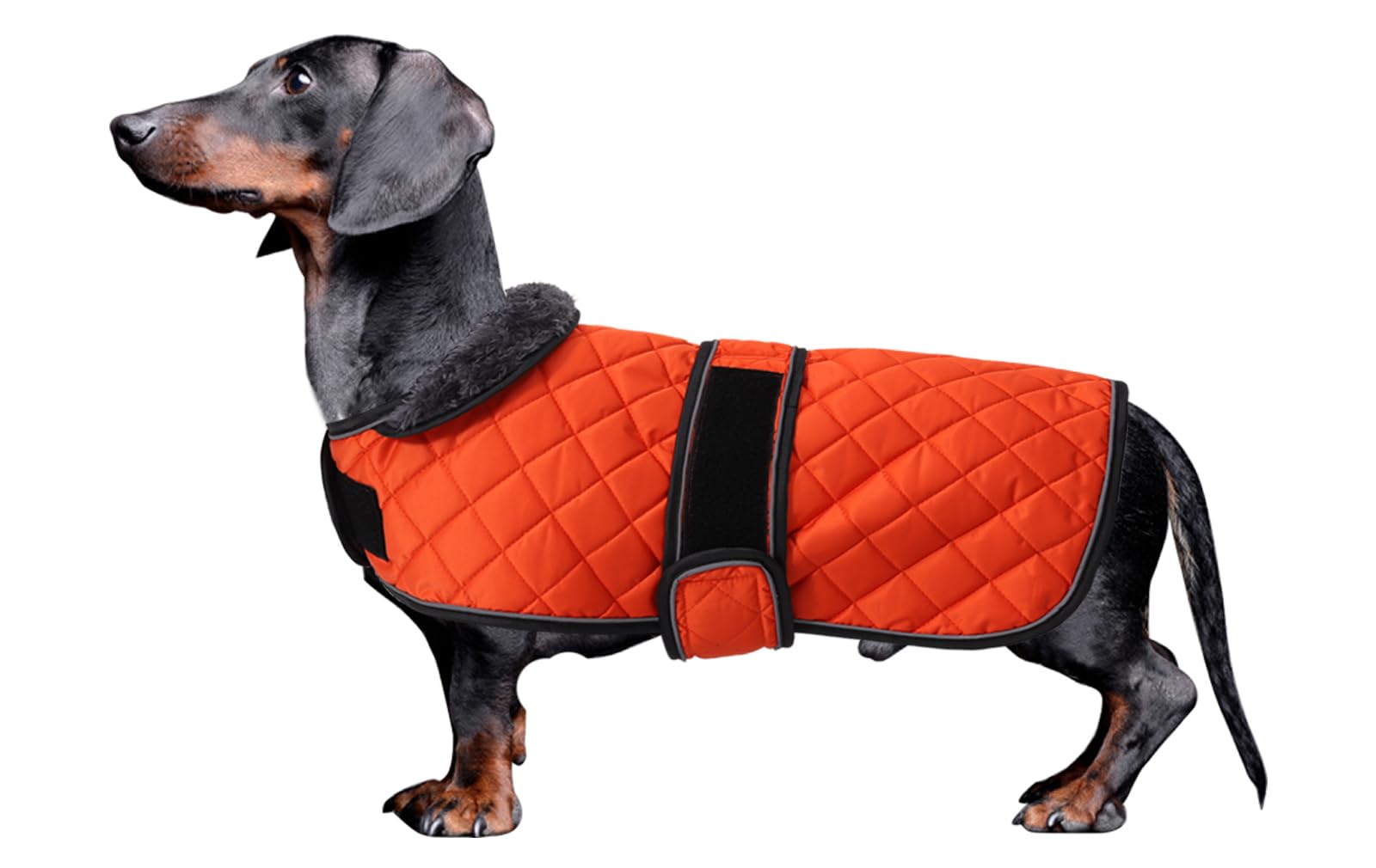 Dachshund Coat Dog Coats for Dachshunds Dachshund Winter Jacket with Padded Fleece Outdoor Dog Clothes with Adjustable Bands - Orange - S