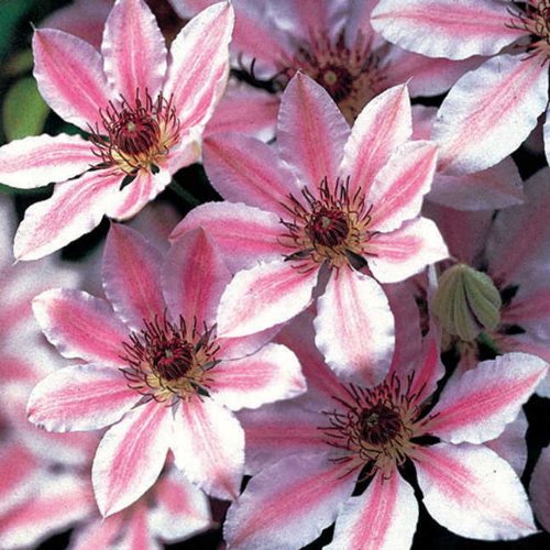 Clematis, Nelly Moser Seeds - Treasuresbylee - 10 Nelly Moser