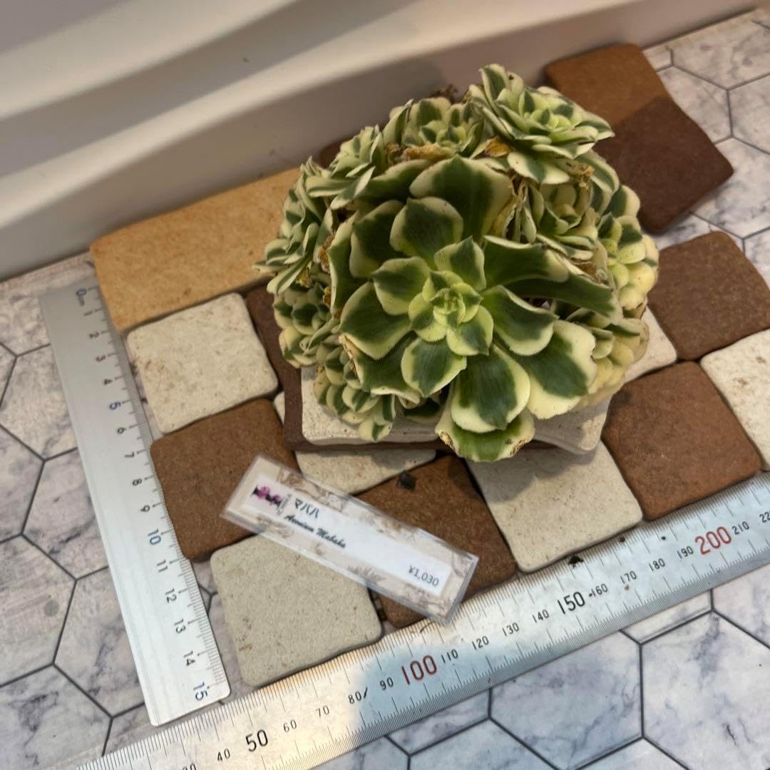 多肉植物アエオニウム錦❤シムシー錦❤️状態図 多肉植物アエオニウム錦❤シムシー錦❤️状態図 多肉植物