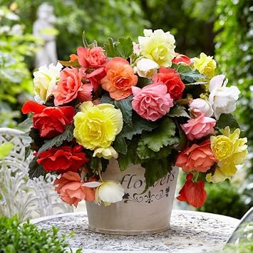 Seeds Wax Begonia Mix Large Flower Indoor Perennial Flowers for Planting