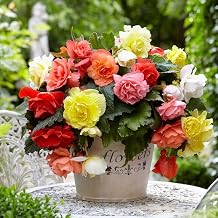 Seeds Wax Begonia Mix Large Flower Indoor Perennial Flowers for Planting