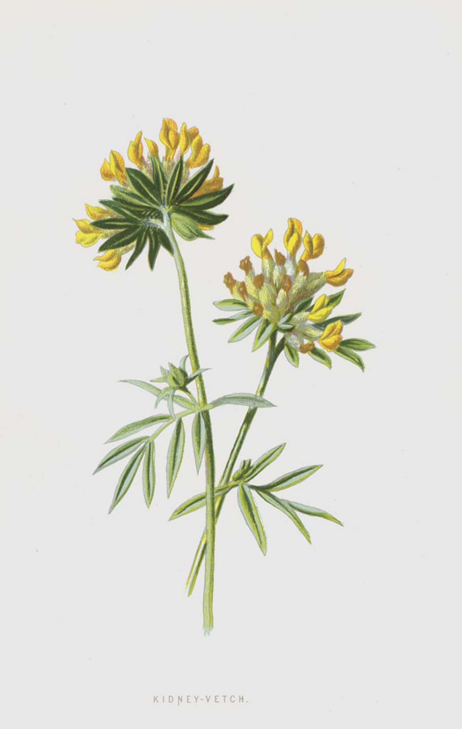 Serendipitp No Frame Aesthetic Poster Photo Wall Print Retro Picture Kidney Vetch By Frederick Edward Hulme Modern Wall Artwork For Home Decor 60X90cm