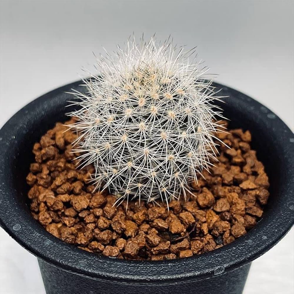 サボテン　玉翁 タマオキナ　大株　20㎝ サボテン 玉翁 タマオキナ 大株 20㎝