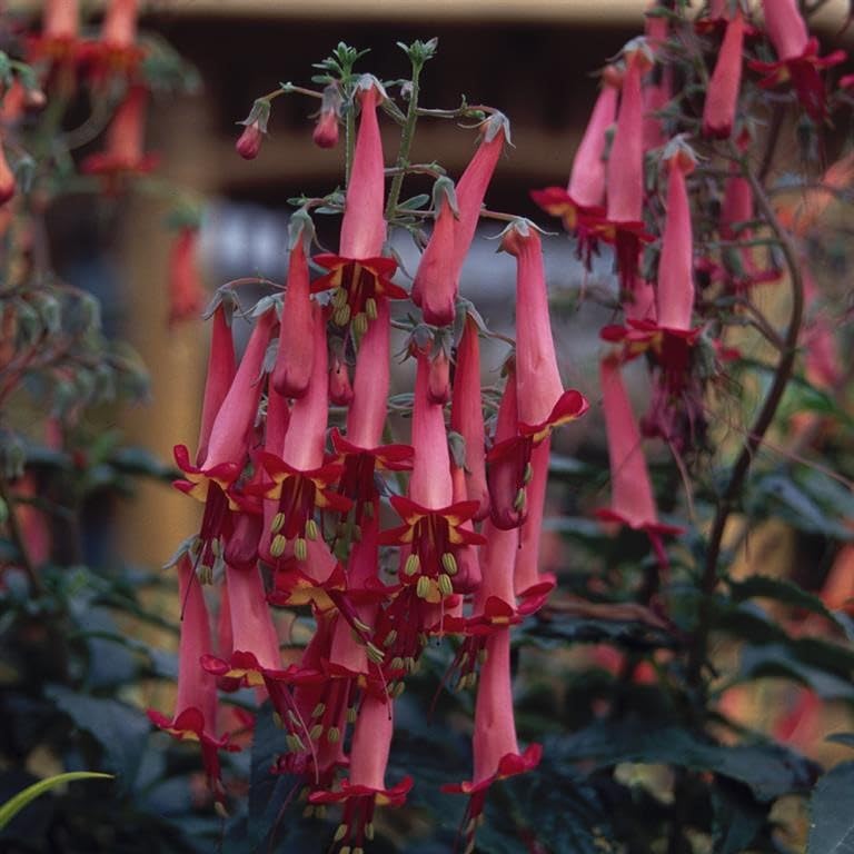 Phygelius ‘Devil’s Tears’ Cape Fuchsia – Exotic Shrub with Red & Yellow Tubular Flowers, Attracts Pollinators by Park Farm Plants (1 x 9cm Pot)