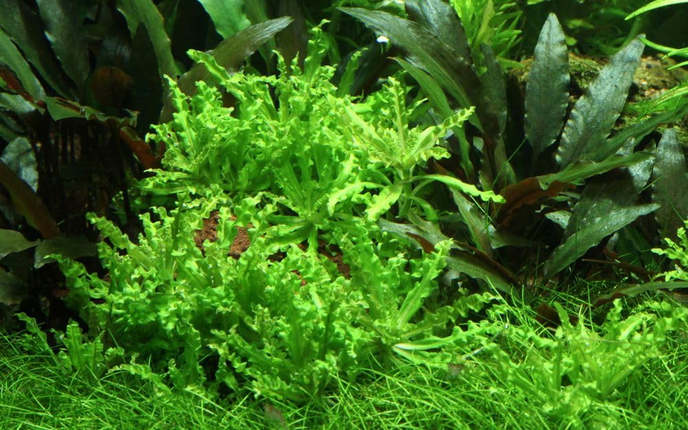 AquaOne Pianta per acquario, 10 pezzi, Pogostemon helferi, pianta acquatica, per acquario, copertura del terreno, facile da pulire, decorazione Aquascaping