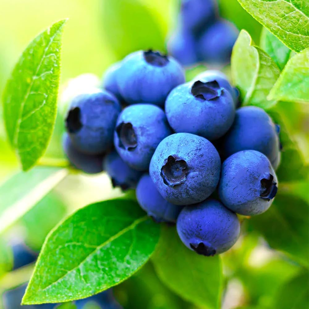 ブルーベリー苗　5号ポット8本セット ブルーベリー 苗木 （ 3年生 ） 4.5号ポット苗 【 送料無料 】 2