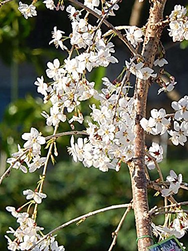 Amazon | 富士しだれ桜 鉢植え | 盆栽