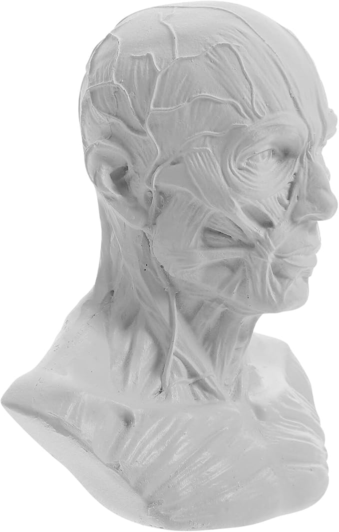 VICASKY Human Model Anatomy Skull Head Muscle Bone Resin