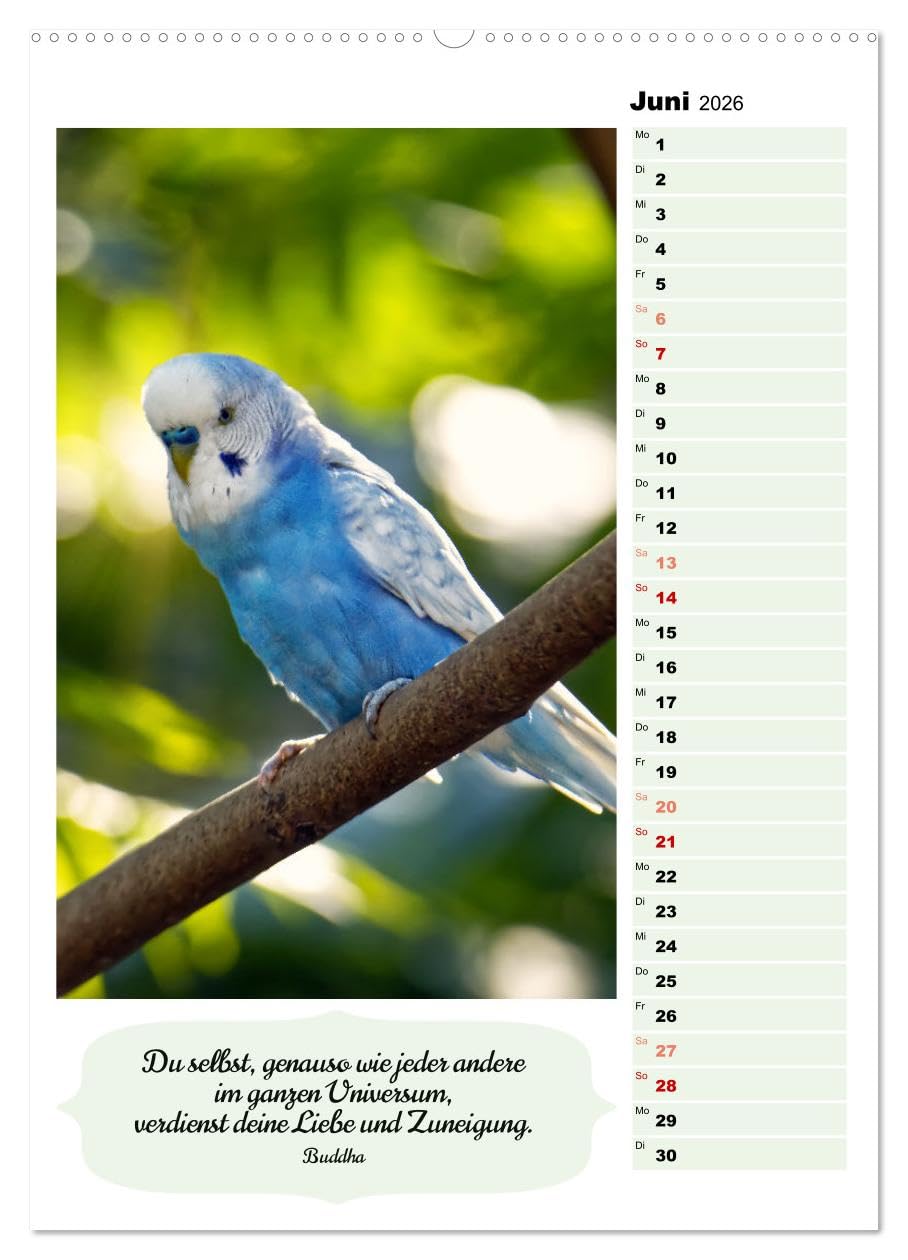 Niedliche Wellensittiche (hochwertiger Premium Wandkalender 2026 DIN A2 hoch), Kunstdruck in Hochglanz: Verspielt, fröhlich, friedlich und genügsam (CALVENDO Tiere)