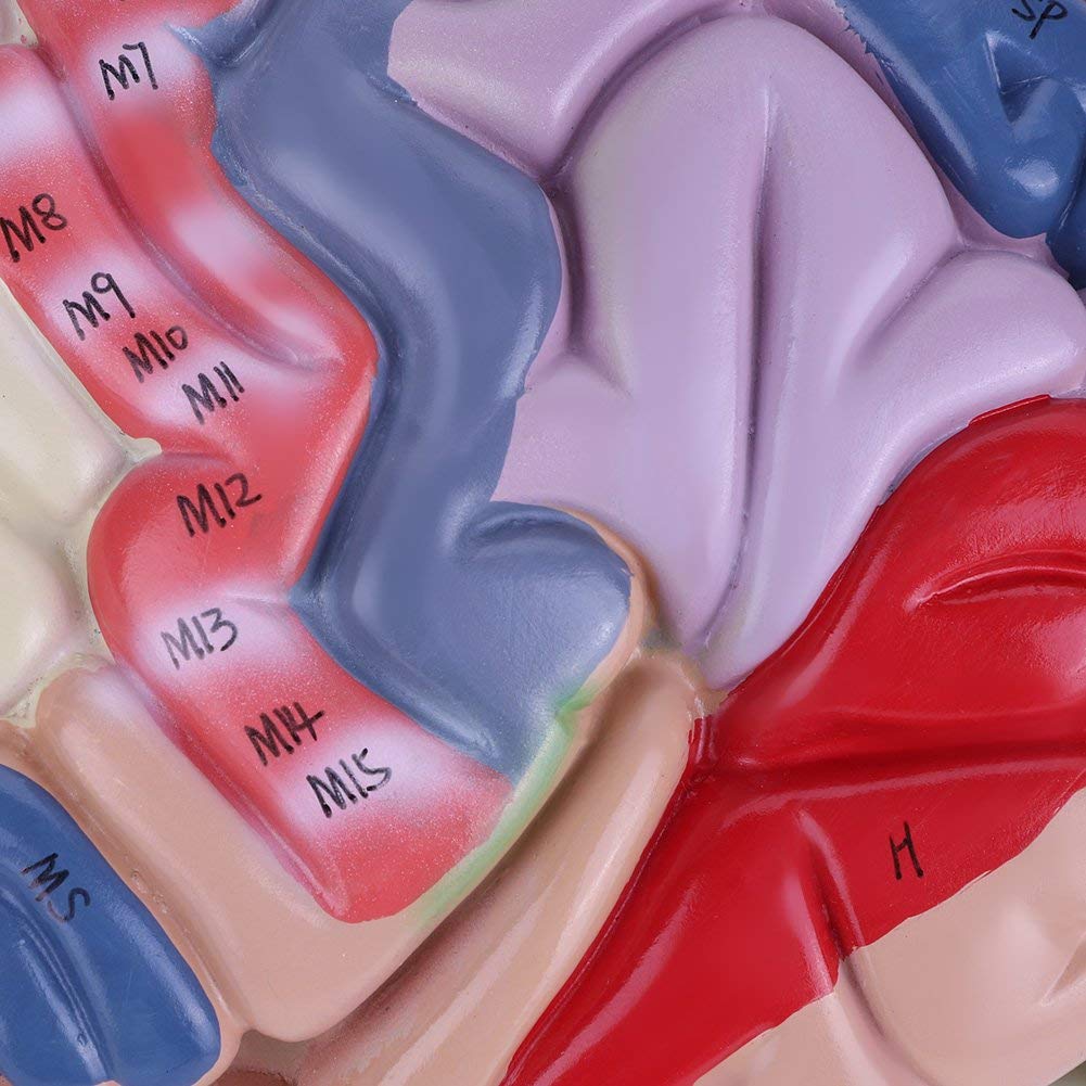 Modello didattico, modello di cervello umano, modello di cervello medico, struttura del cervello in 4 parti 1:2, modello dimostrativo del cervello in PVC con codice colore suddiviso in partizioni med