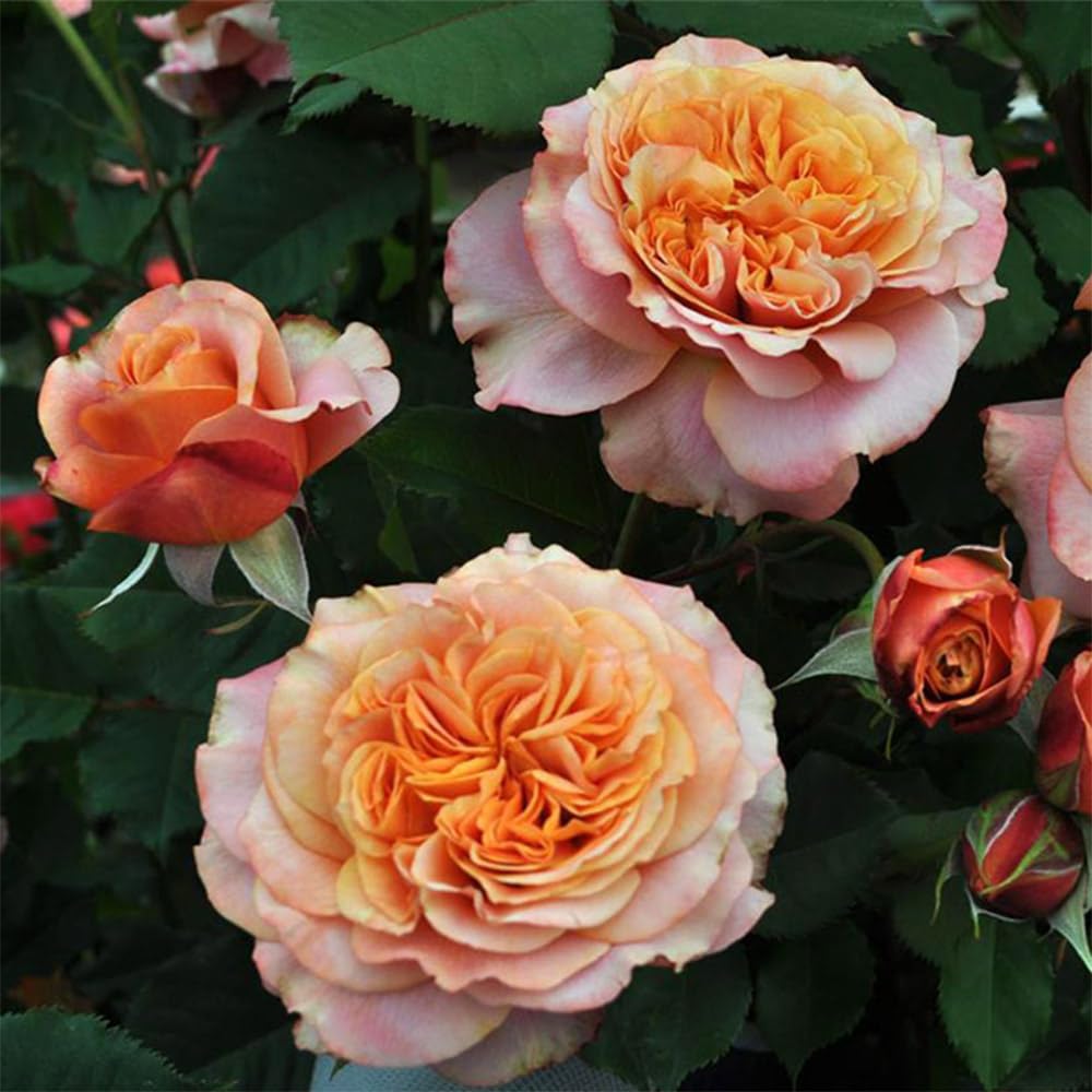 Amazon.com : Heirloom Roses Orange Rose Plant - Sunbelt® Crazy