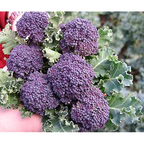 Bolly Bulbs® - Broccoli 'Purple Sprouting Early' (100 Seeds) Cover