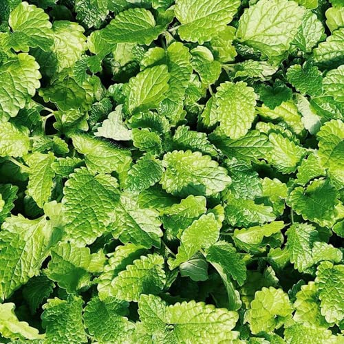 Kviter Spearmint Seeds For Planting - 200 Seeds Culinary Spearmint Plant - Mentha Spicata #TOP1