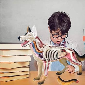 Amazon.com: 4D Dog Anatomy Model, Puzzle Assembly Toy Animal