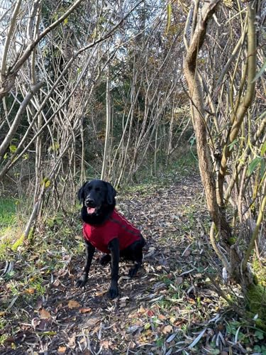 iEnergy™ OSC isolierende und warme Outdoor-Hundejacke mit Fleece-Innenfutter, windabweisender, ultraleichter und reflektierender Hundemantel, Ganzjahres-Hundeviespullover (Rot, Extra Klein)