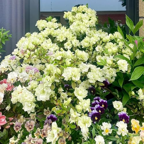 semi di rododendro - azalea - perenni resistenti e rialzati di azalee all'esterno, resistenti, 100pcs