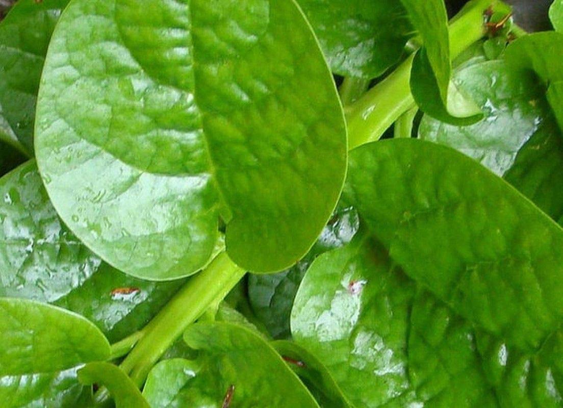 Malabar Spinach Green Stem Variety - (50 Seed Pack) Leafy Green Spinach - Non-GMO - Open Pollinated Seeds